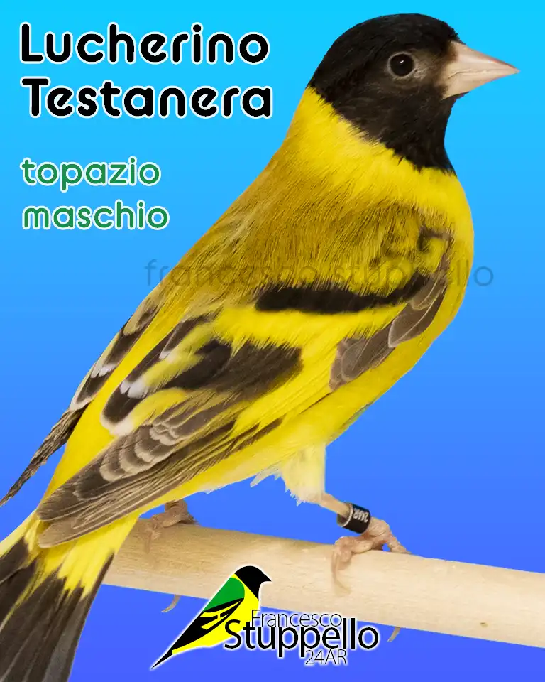 Lucherino Testanera topazio maschio