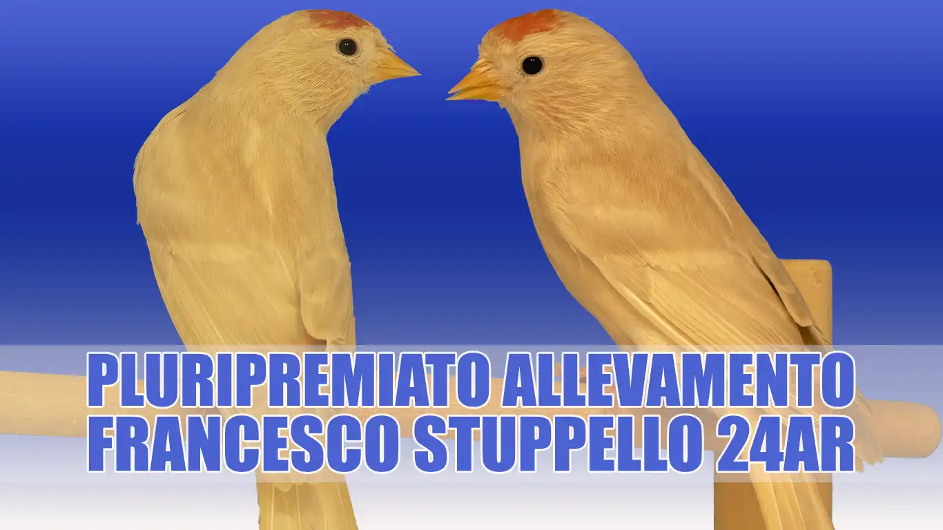Organetto Bruno Pastello: Allevamento Sportivo Francesco Stuppello 24AR