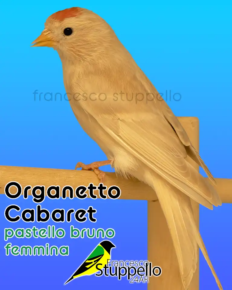 Organetto Cabaret bruno pastello femmina