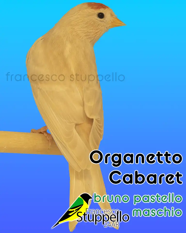 Organetto Bruno Pastello: Allevamento Francesco Stuppello 24AR