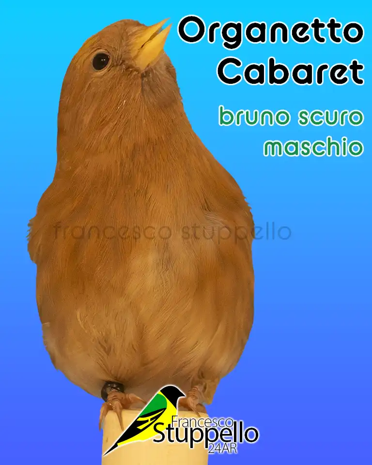 Organetto Cabaret bruno scuro maschio