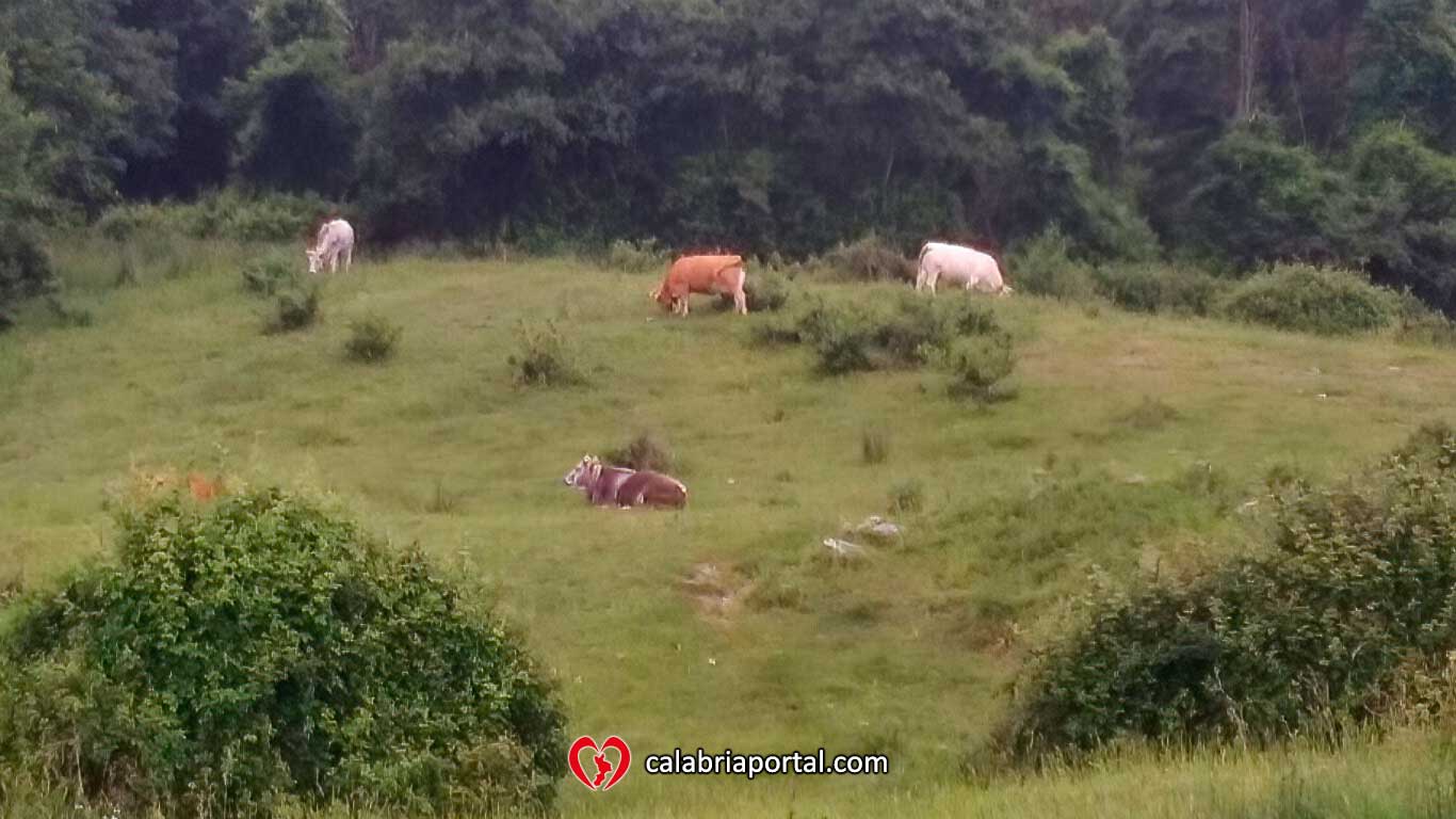 Bovini al pascolo semibrado - Azienda Agricola Paletta Franco