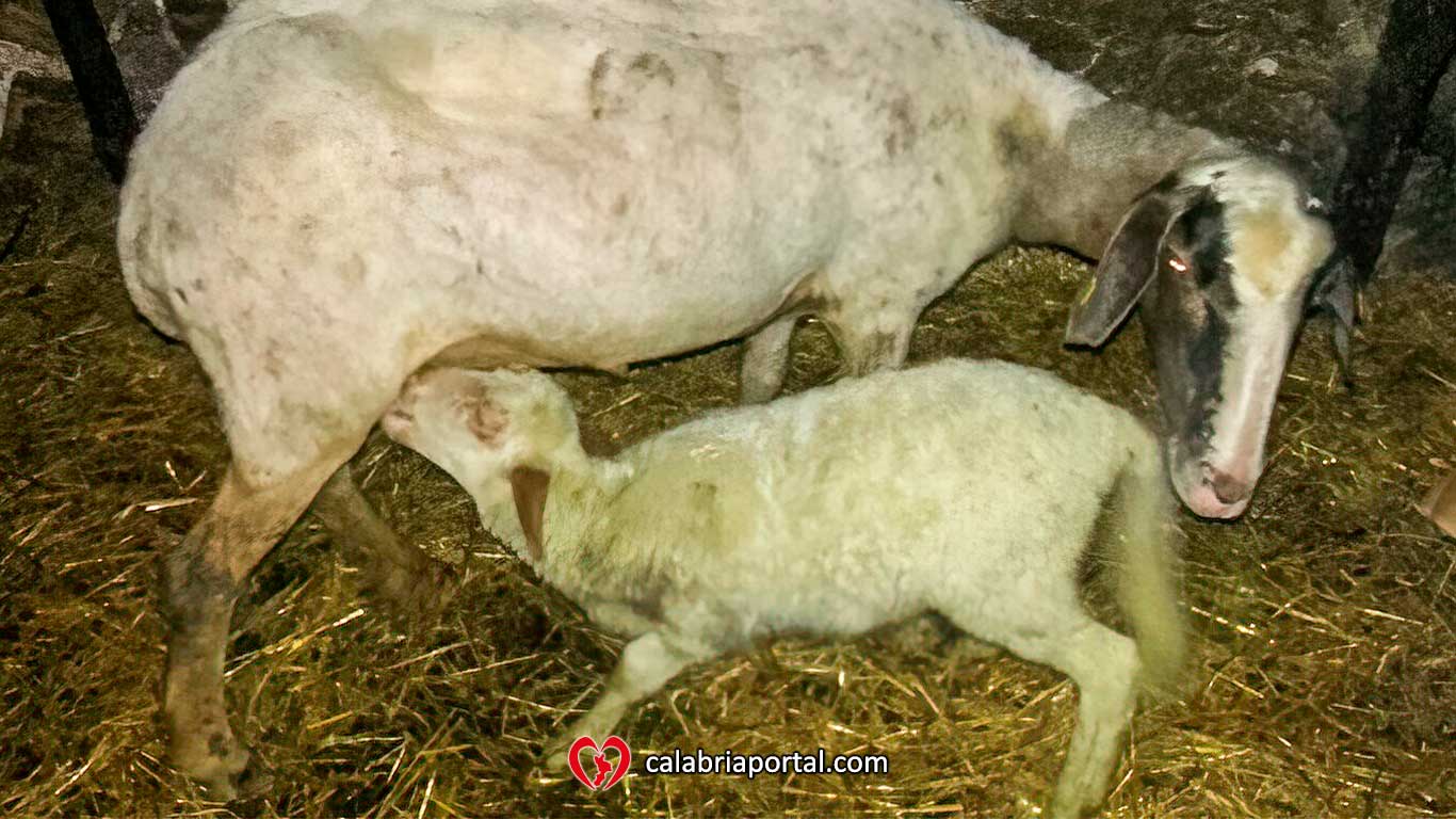 Pecora con agnello in ovile - Azienda Agricola Paletta Franco