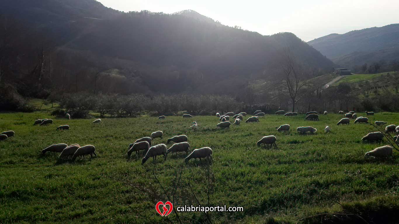 Grege al pascolo a Cetraro - Azienda Agricola Paletta Franco