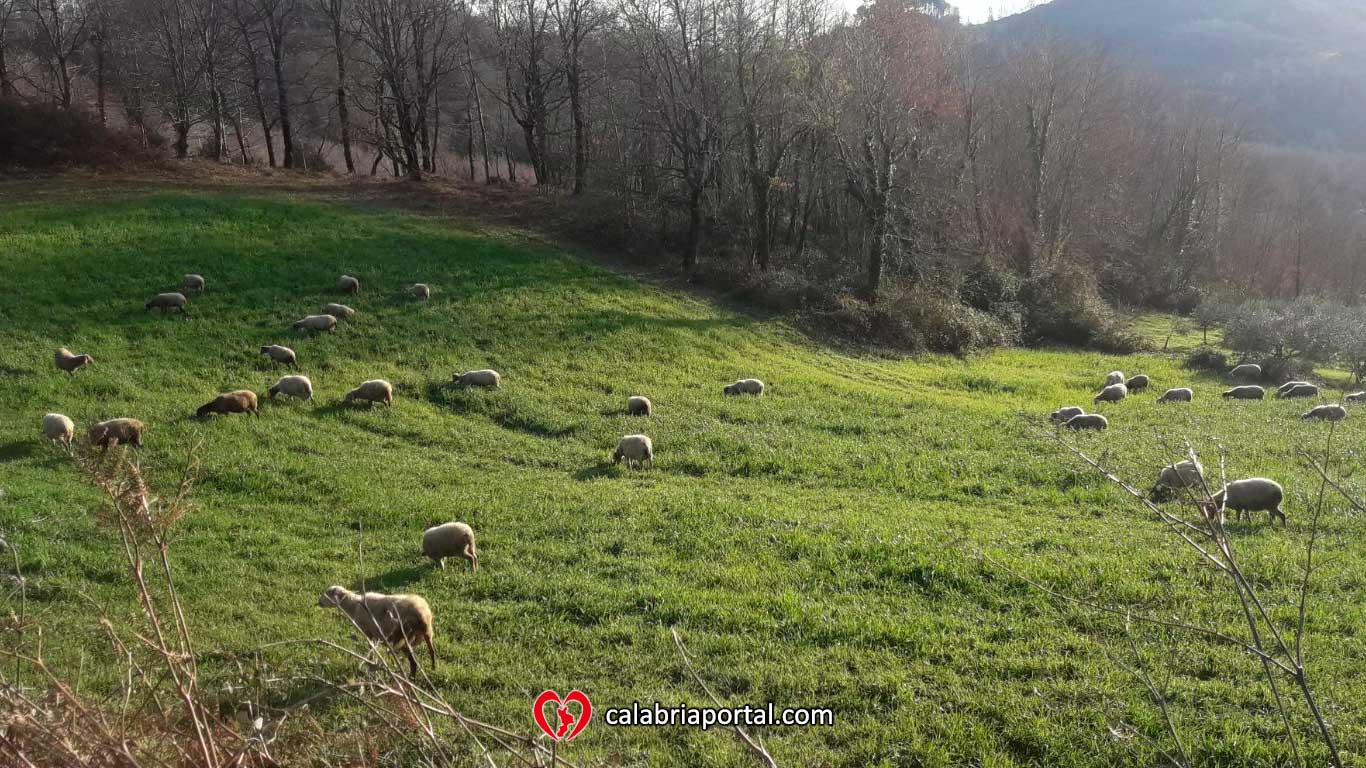 Allevamento ovino sulle colline di Cetraro - Azienda Agricola Paletta Franco