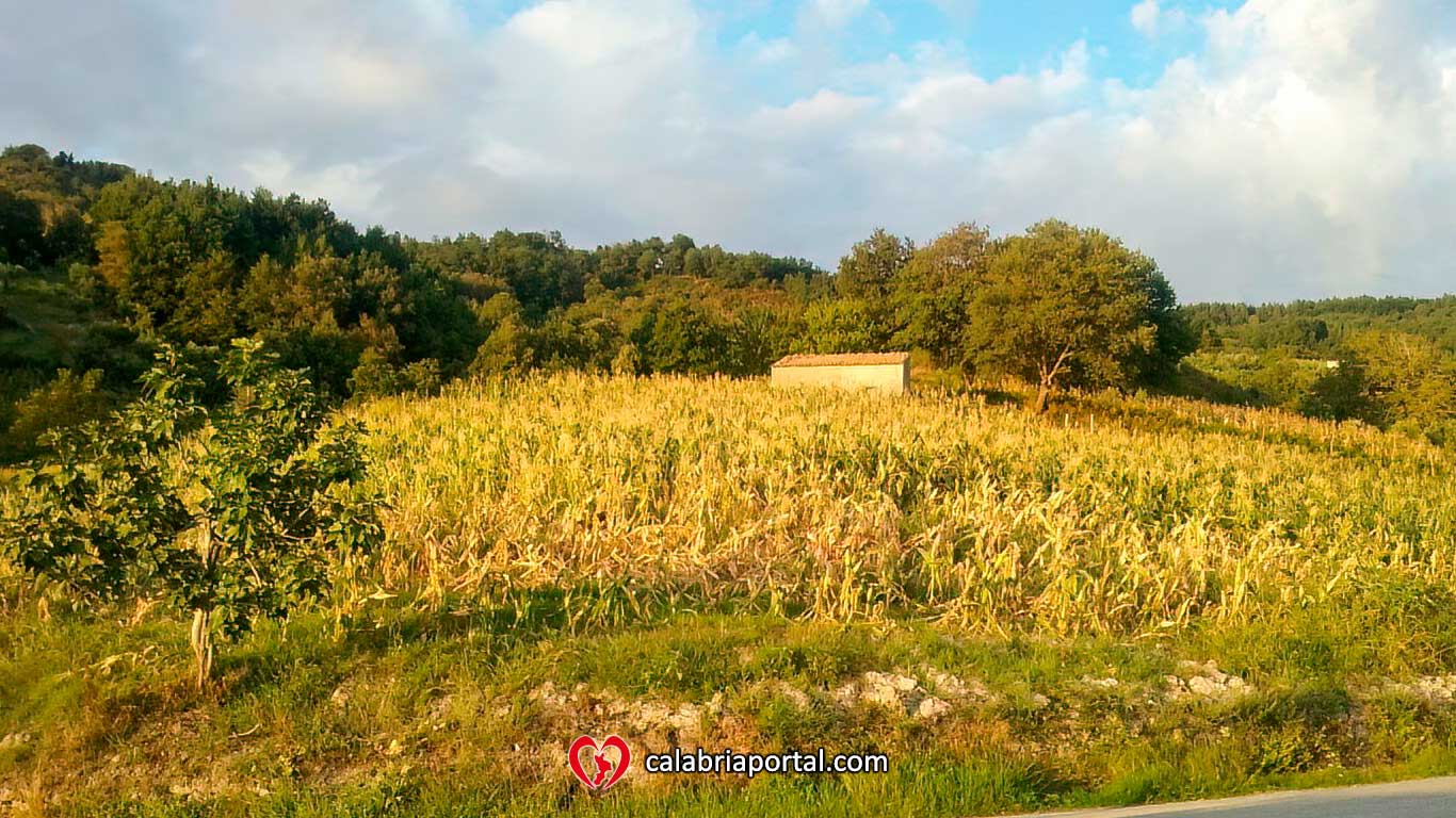 Coltivazione di mais tradizionale - Azienda Agricola Paletta Franco