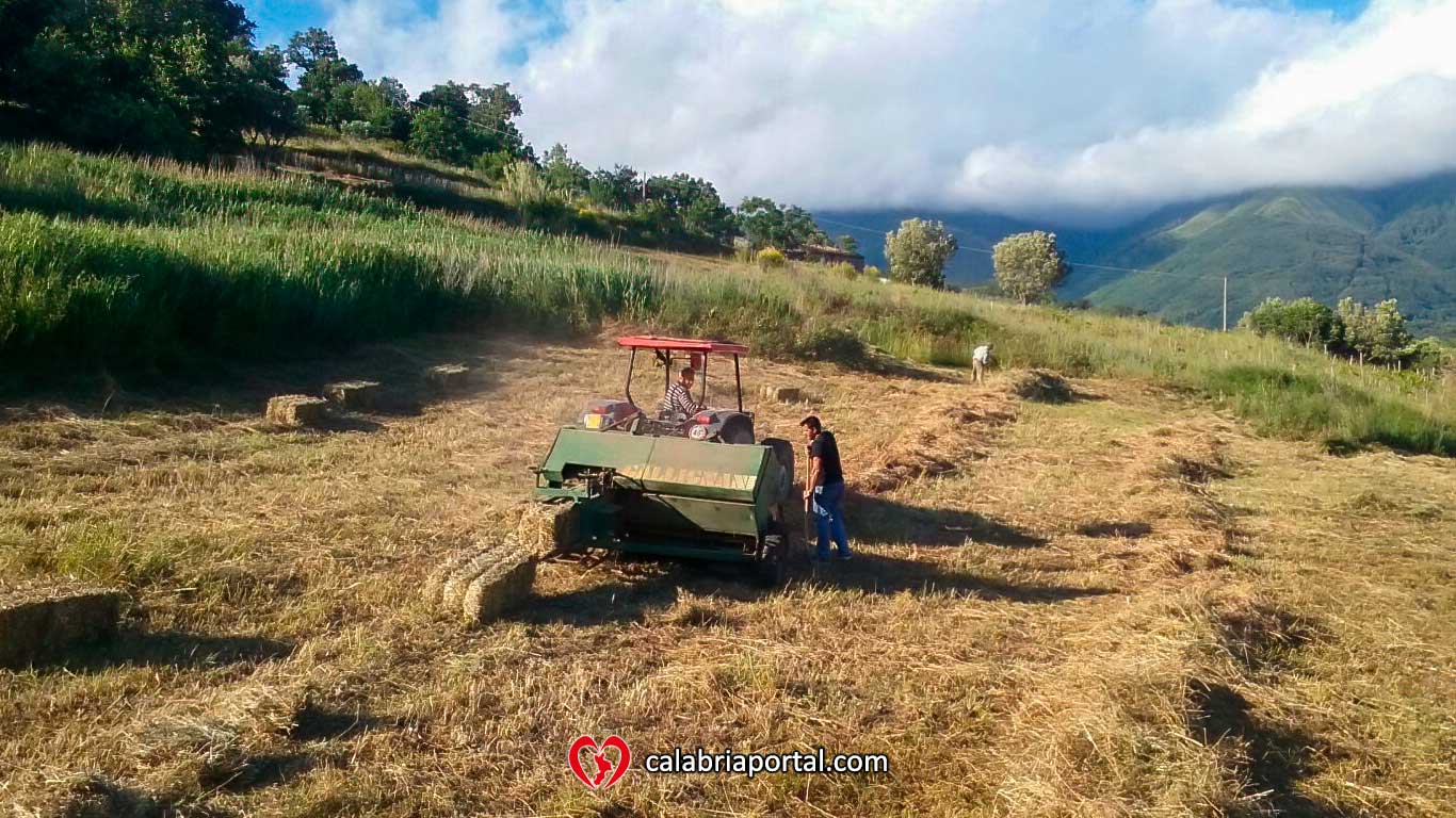 Raccolta del foraggio con imballatrice agricola - Azienda Agricola Paletta Franco
