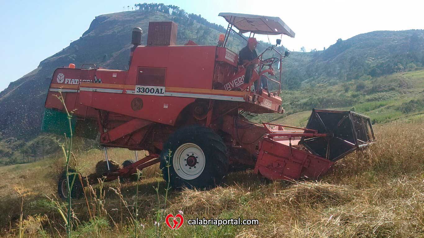Raccolta dei cereali con trebbiatrice meccanica - Azienda Agricola Paletta Franco