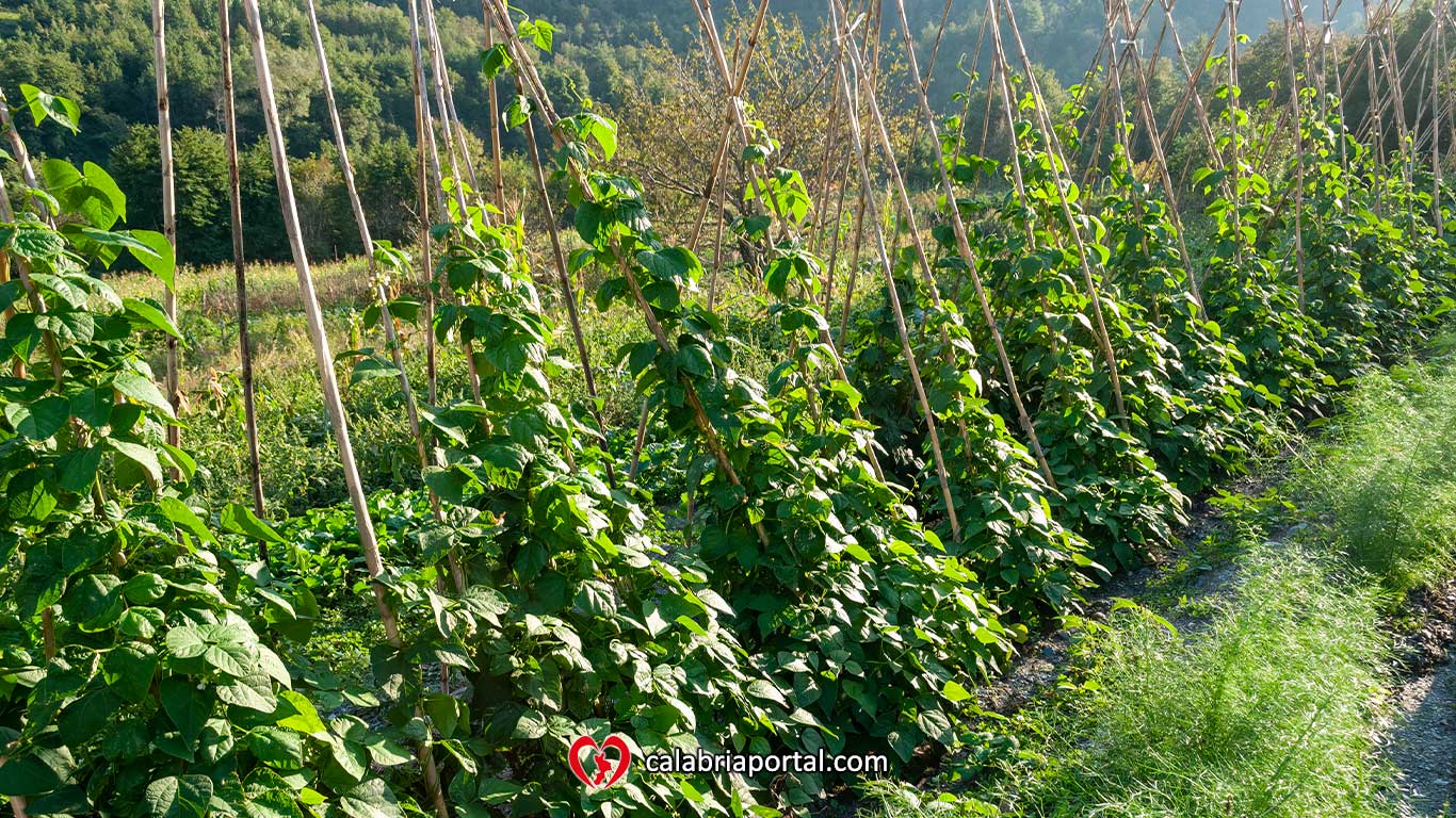 Fagioli tradizionali di Sant'Angelo coltivati in pieno campo - Azienda Agricola Paletta Franco