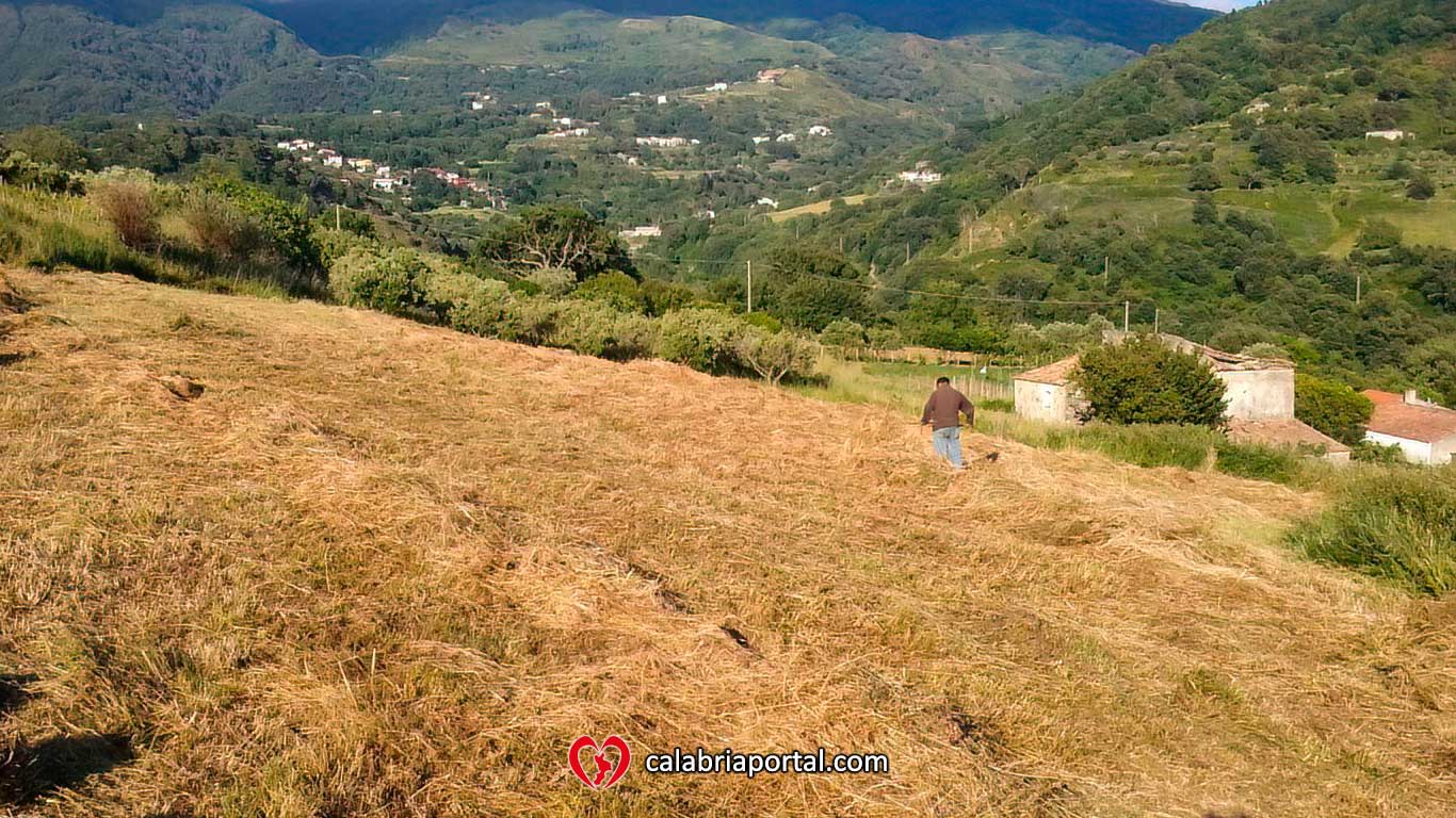 Fase della mietitura nei campi di Sant'Angelo - Azienda Agricola Paletta Franco