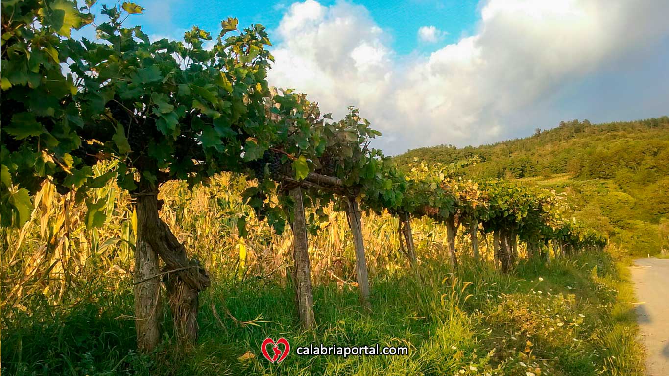 I nostri vigneti sulle colline di Cetraro - Azienda Agricola Paletta Franco