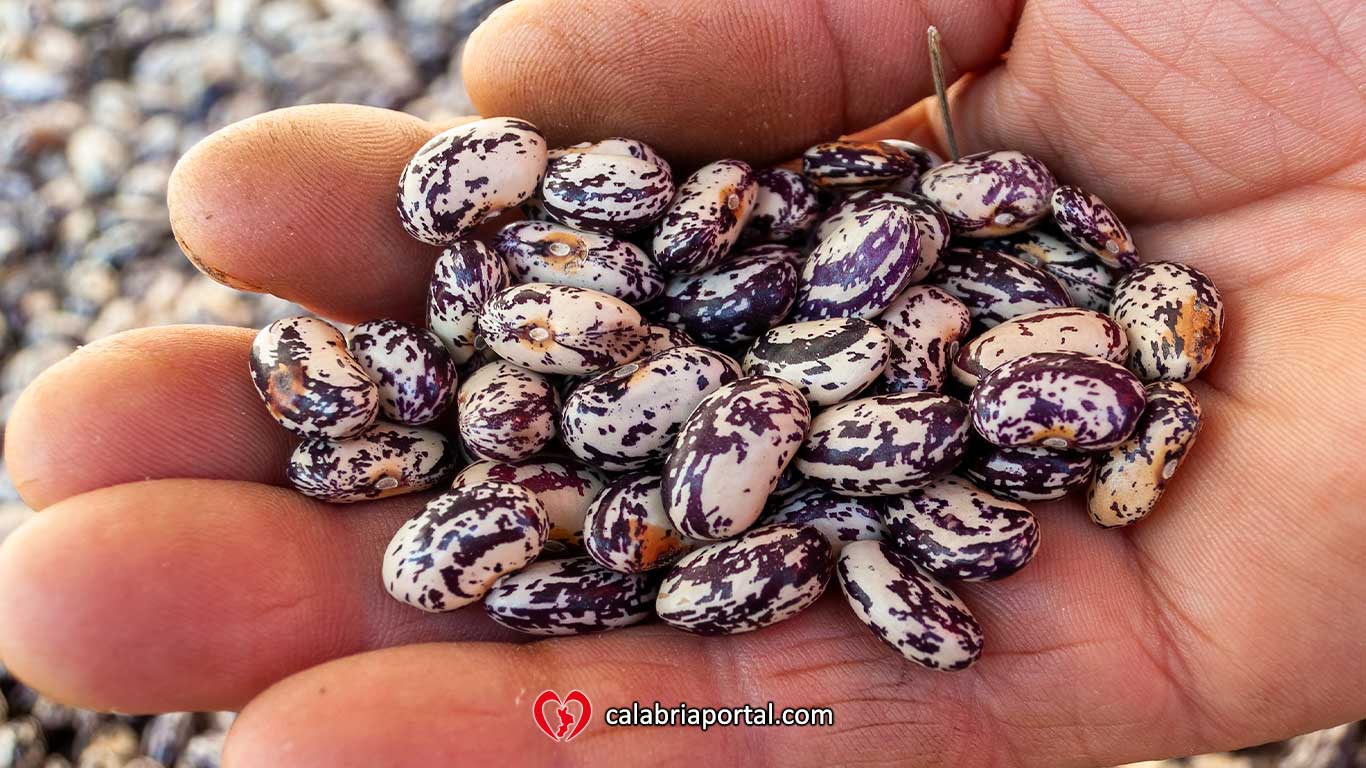 Fagioli Settembrini di Cetraro - Azienda Agricola Paletta Franco