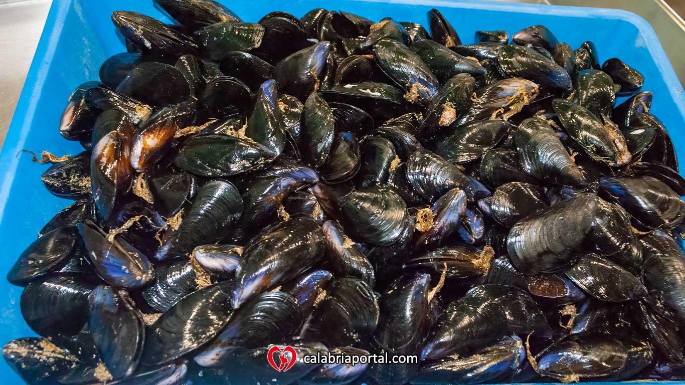 Cozze