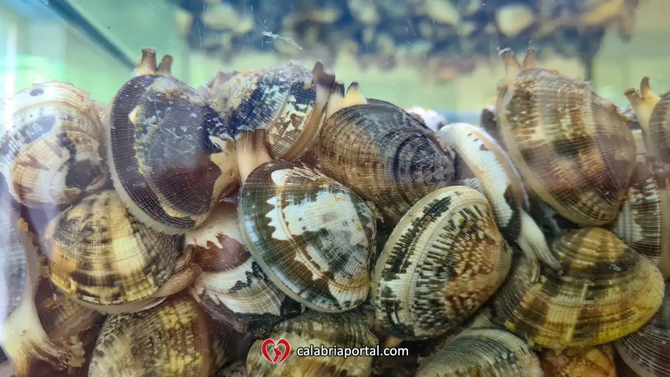 Vongole