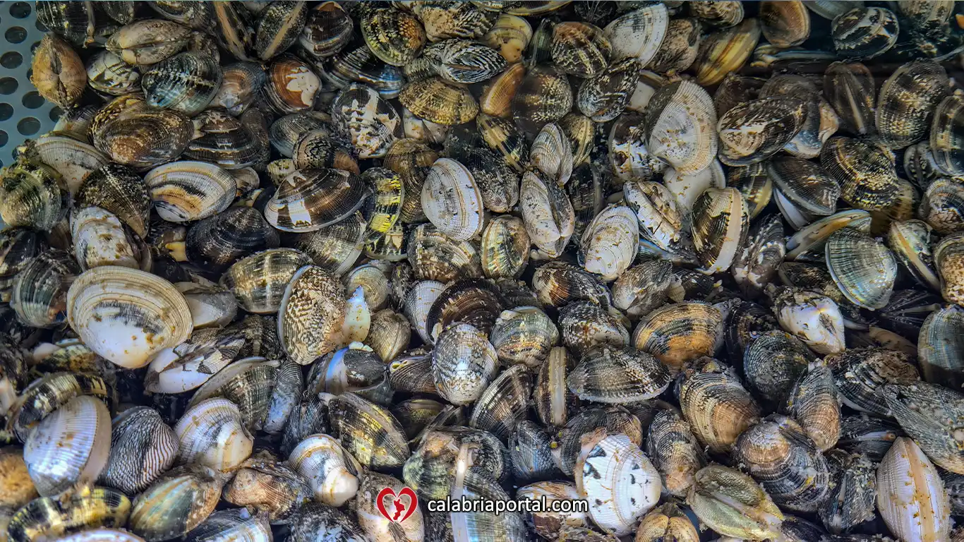 Vongole