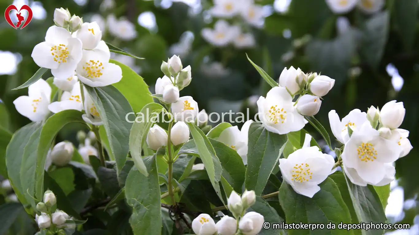 Fiori del Gelsomino