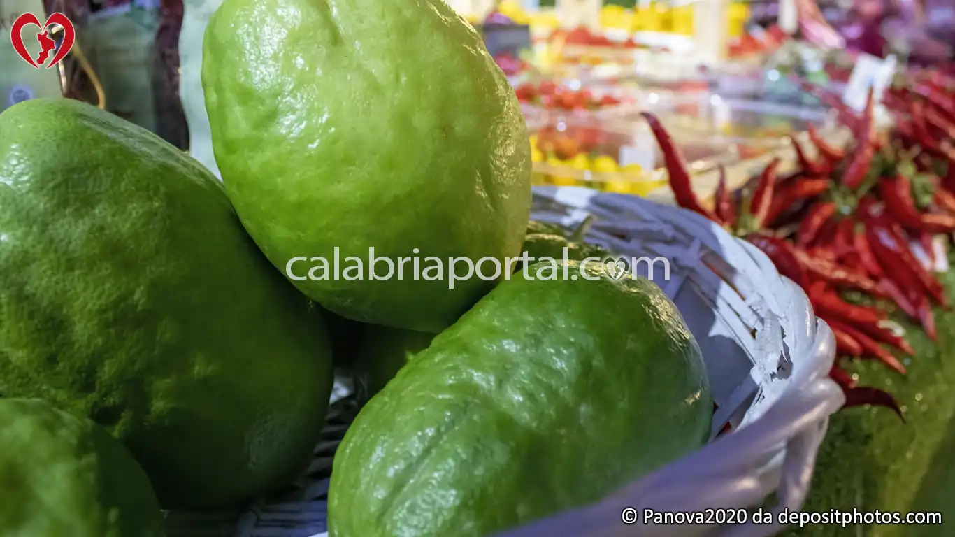 Il Cedro Liscio Diamante della Riviera dei Cedri Il Cedro Liscio Diamante della Riviera dei Cedri