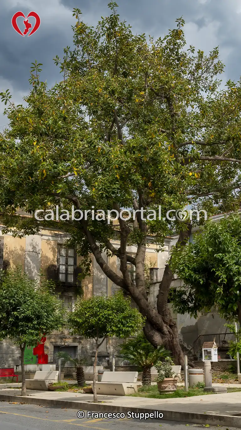 Ficus Monumentale di Amantea Marina (CS)