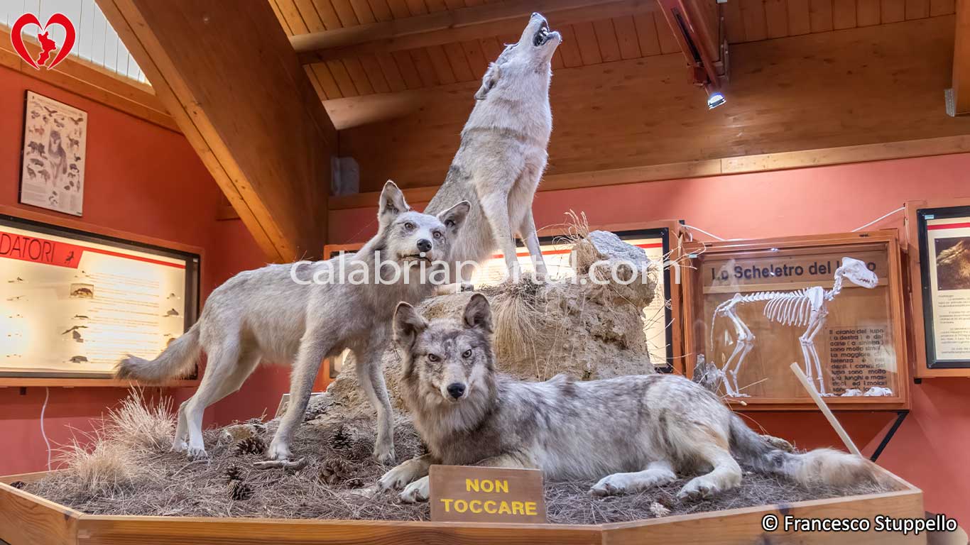 Museo Naturalistico del Parco Nazionale della Sila Museo Naturalistico del Parco Nazionale della Sila