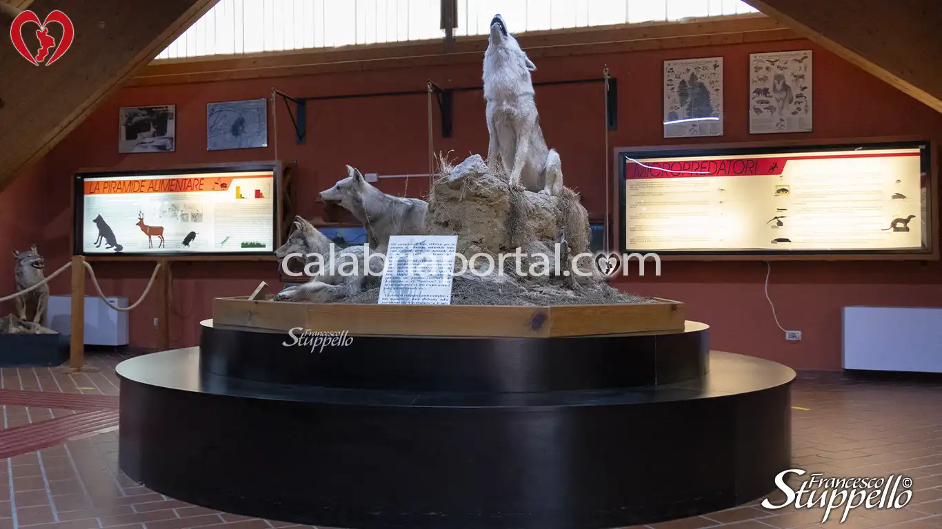 Museo Naturalistico del Centro Visite Cupone del Parco Nazionale della Sila Museo Naturalistico del Centro Visite Cupone del Parco Nazionale della Sila