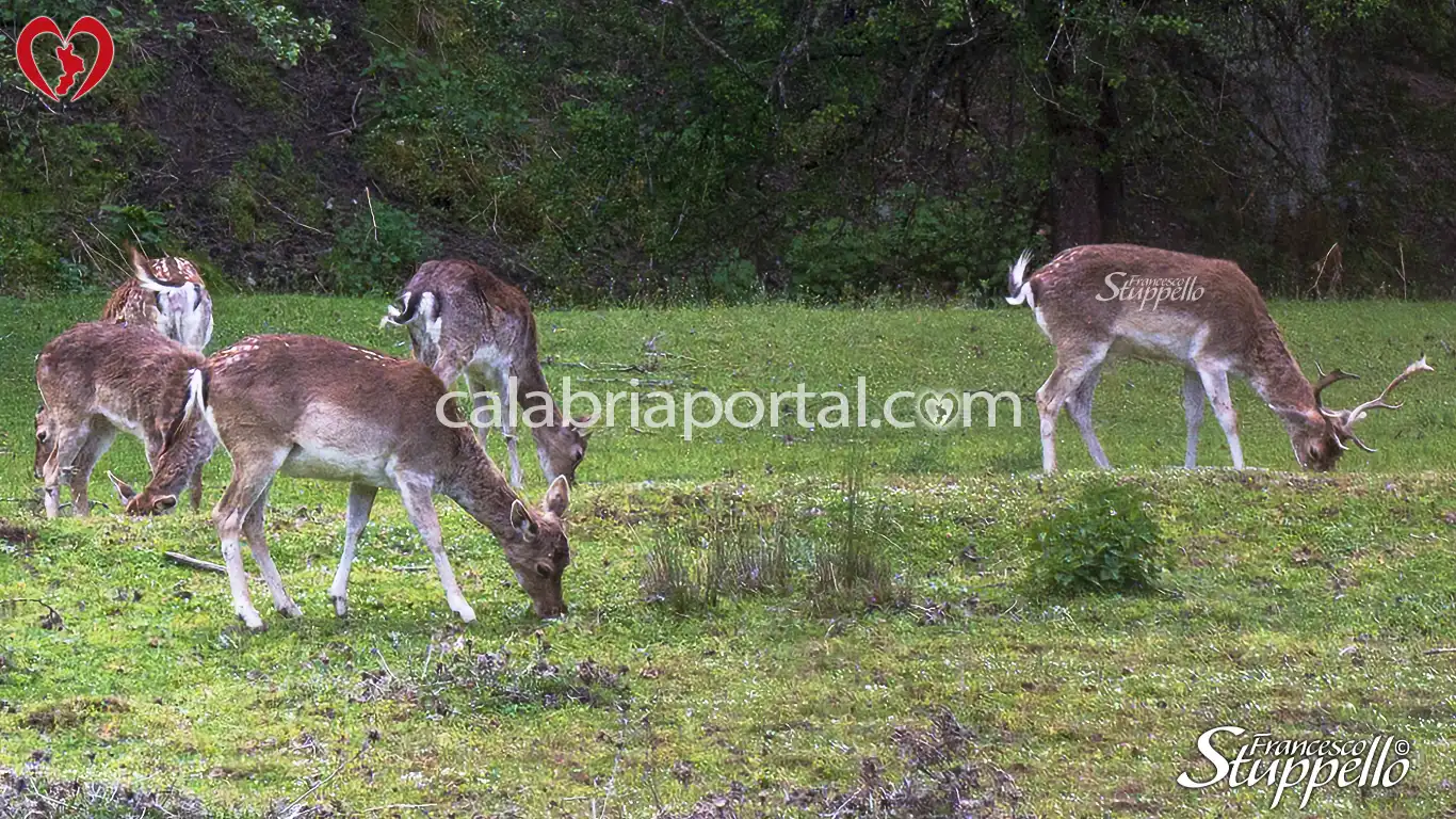 Daini del Centro Visite Cupone del Parco Nazionale della Sila Daini del Centro Visite Cupone del Parco Nazionale della Sila