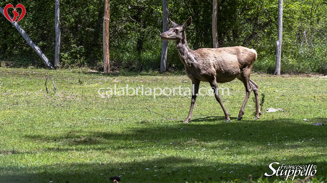 Cervo Femmine del Centro Visite Cupone del Parco Nazionale della Sila Cervo Femmine del Centro Visite Cupone del Parco Nazionale della Sila
