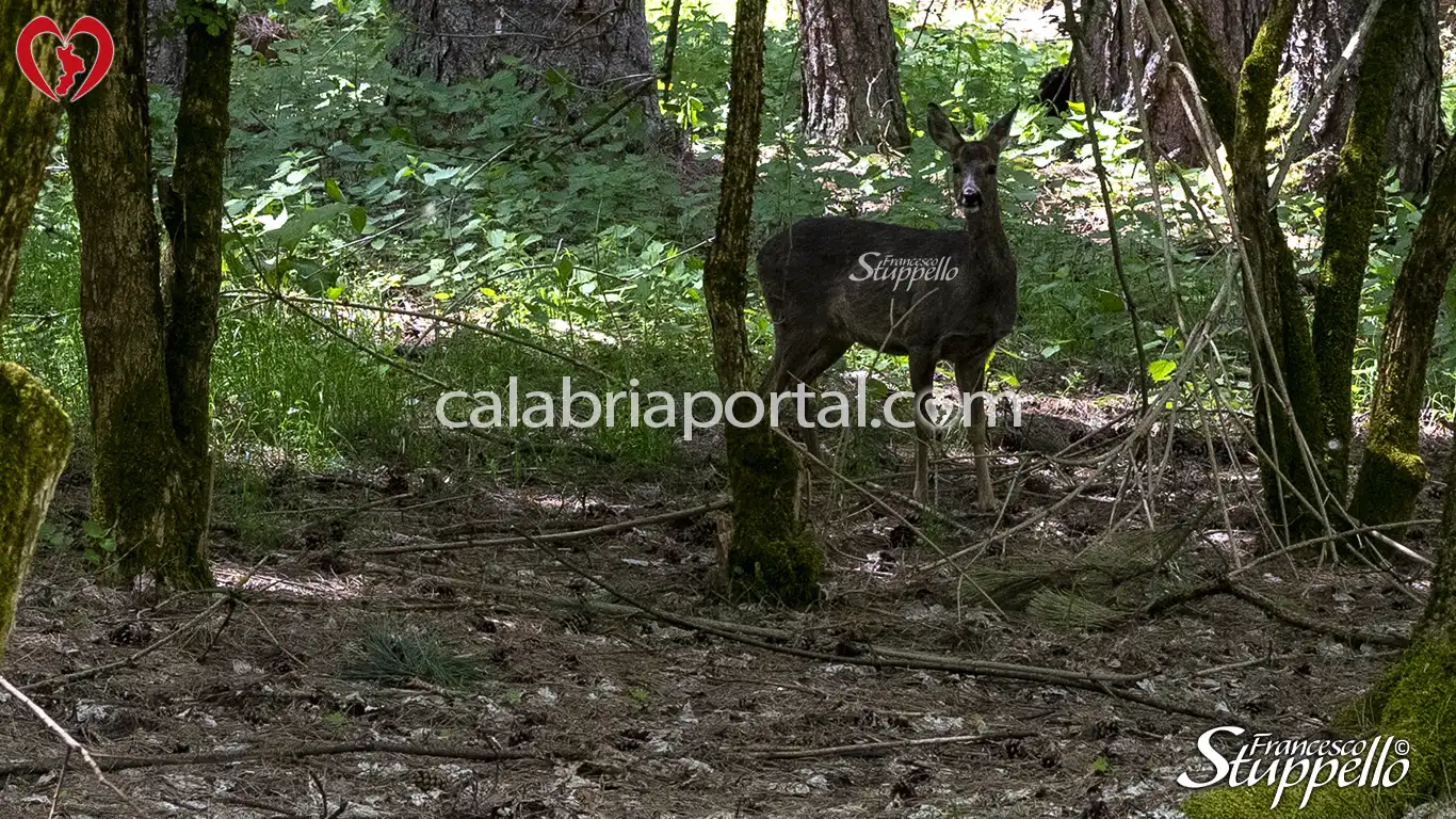 Capriolo del Centro Visite Cupone del Parco Nazionale della Sila Capriolo del Centro Visite Cupone del Parco Nazionale della Sila
