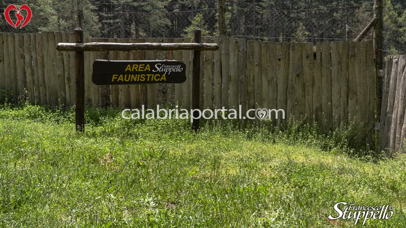 Scorcio dell'Area Faunistica del Centro Visite Cupone del Parco Nazionale della Sila Scorcio dell'Area Faunistica del Centro Visite Cupone del Parco Nazionale della Sila