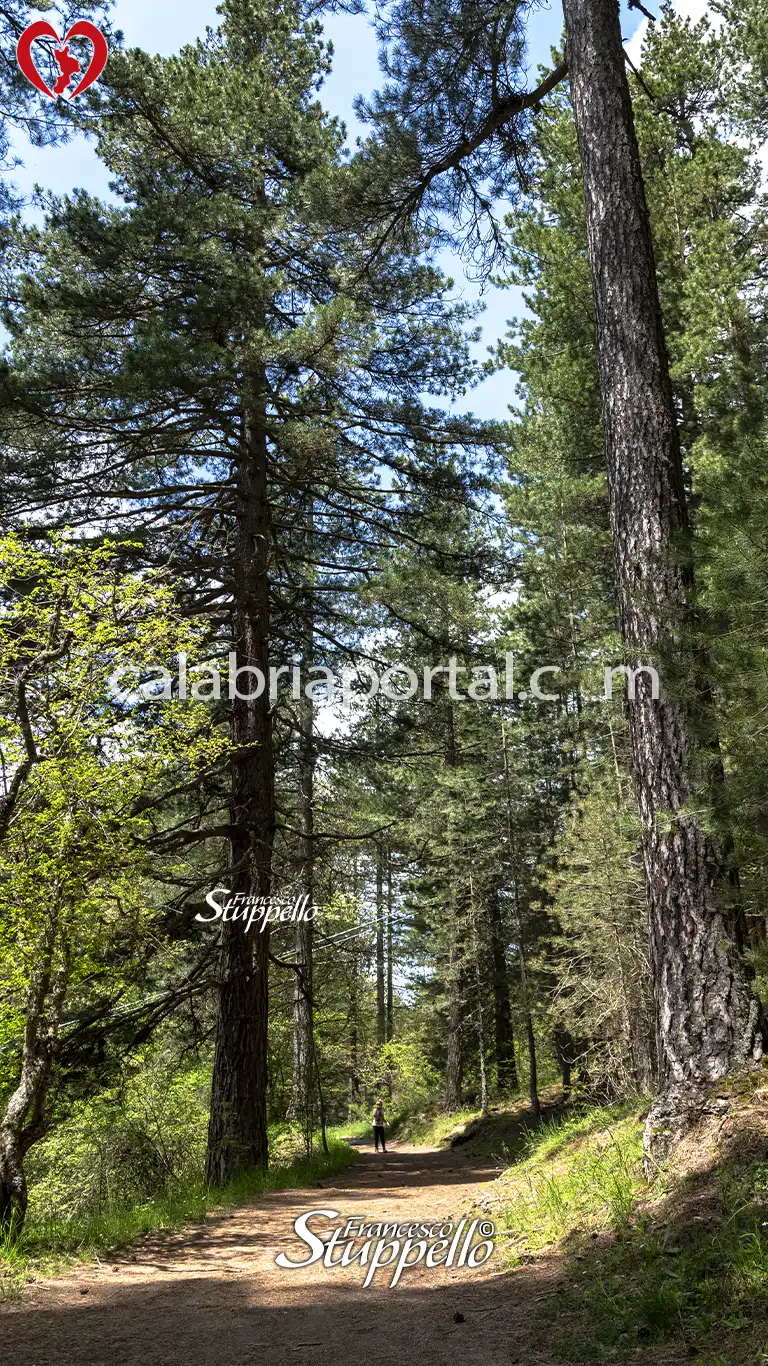 Scorcio del Centro Visite di Cupone del Parco Nazionale della Sila Scorcio del Centro Visite di Cupone del Parco Nazionale della Sila