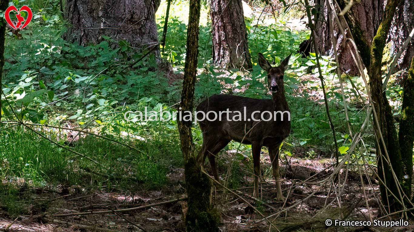 Recinti Faunistici del Centro Visita di Cupone: Parco Nazionale della Sila Recinti Faunistici del Centro Visita di Cupone: Parco Nazionale della Sila