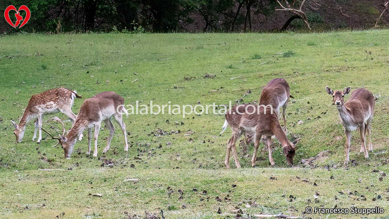 Recinti Faunistici del Centro Visita di Cupone: Parco Nazionale della Sila Recinti Faunistici del Centro Visita di Cupone: Parco Nazionale della Sila