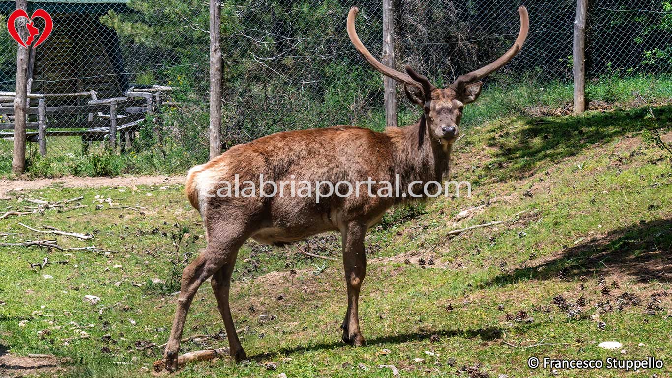 Recinti Faunistici del Centro Visita di Cupone: Parco Nazionale della Sila Recinti Faunistici del Centro Visita di Cupone: Parco Nazionale della Sila