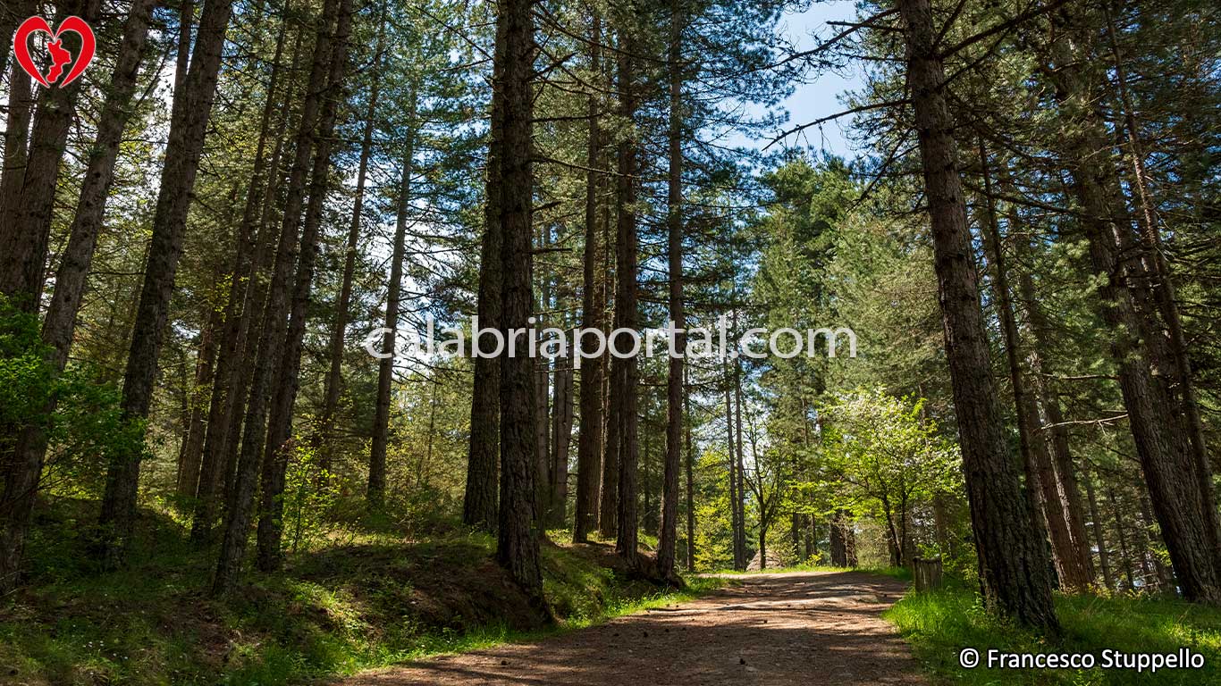 Parco Nazionale della Sila: i Sentieri Naturalistici del Centro Visita Cupone Parco Nazionale della Sila: i Sentieri Naturalistici del Centro Visita Cupone