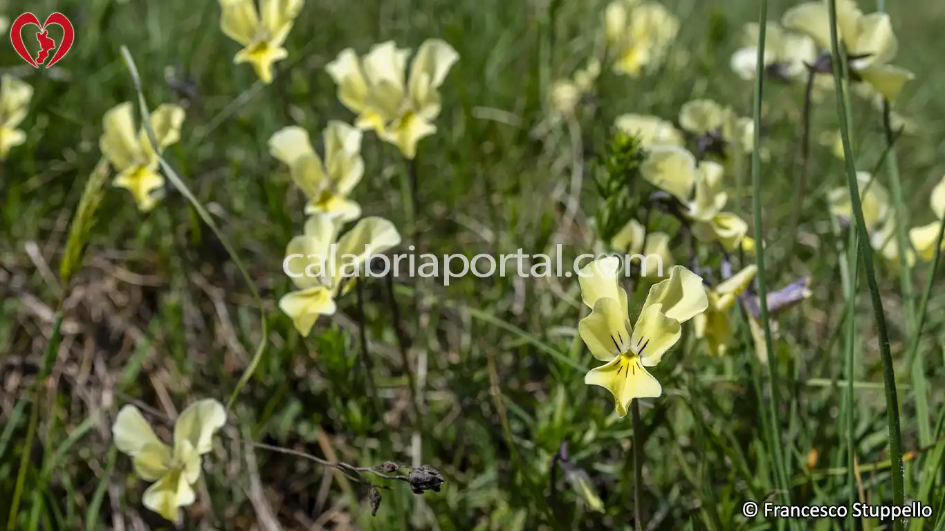 Viole del Pensiero sulla Riva del Lago Cecita - Parco Nazionale della Sila Viole del Pensiero sulla Riva del Lago Cecita - Parco Nazionale della Sila