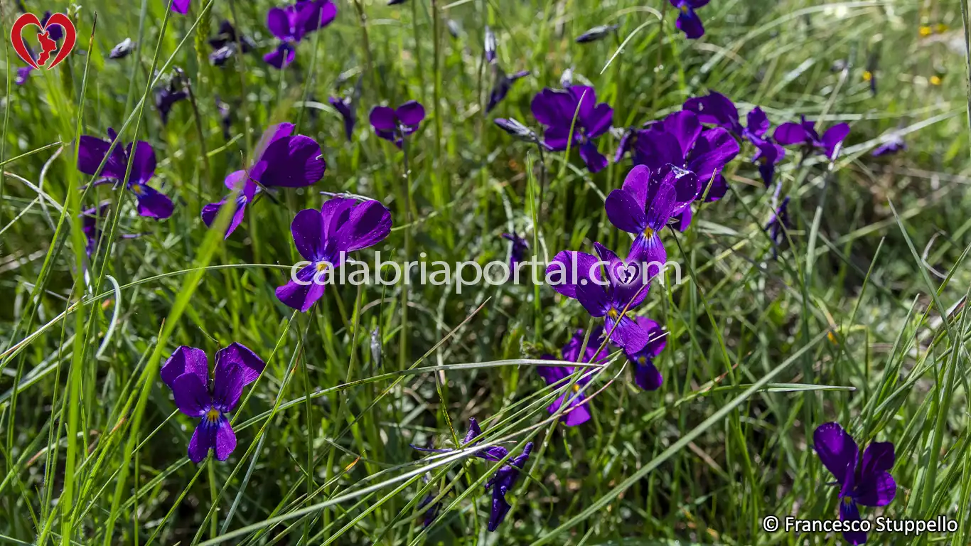 Viole del Pensiero sulla Riva del Lago Cecita - Parco Nazionale della Sila Viole del Pensiero sulla Riva del Lago Cecita - Parco Nazionale della Sila