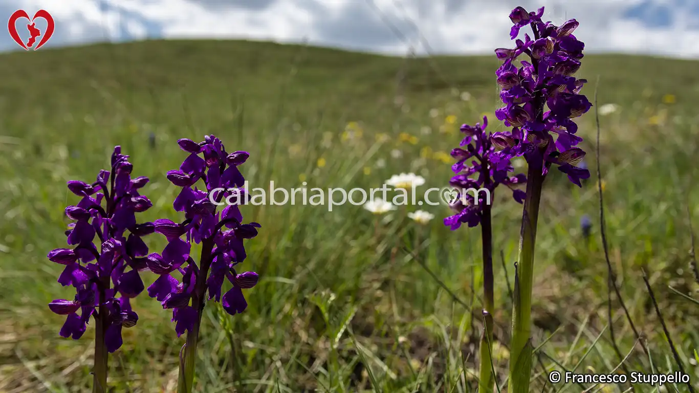 Orchidee sulla Riva del Lago Cecita - Parco Nazionale della Sila Orchidee sulla Riva del Lago Cecita - Parco Nazionale della Sila