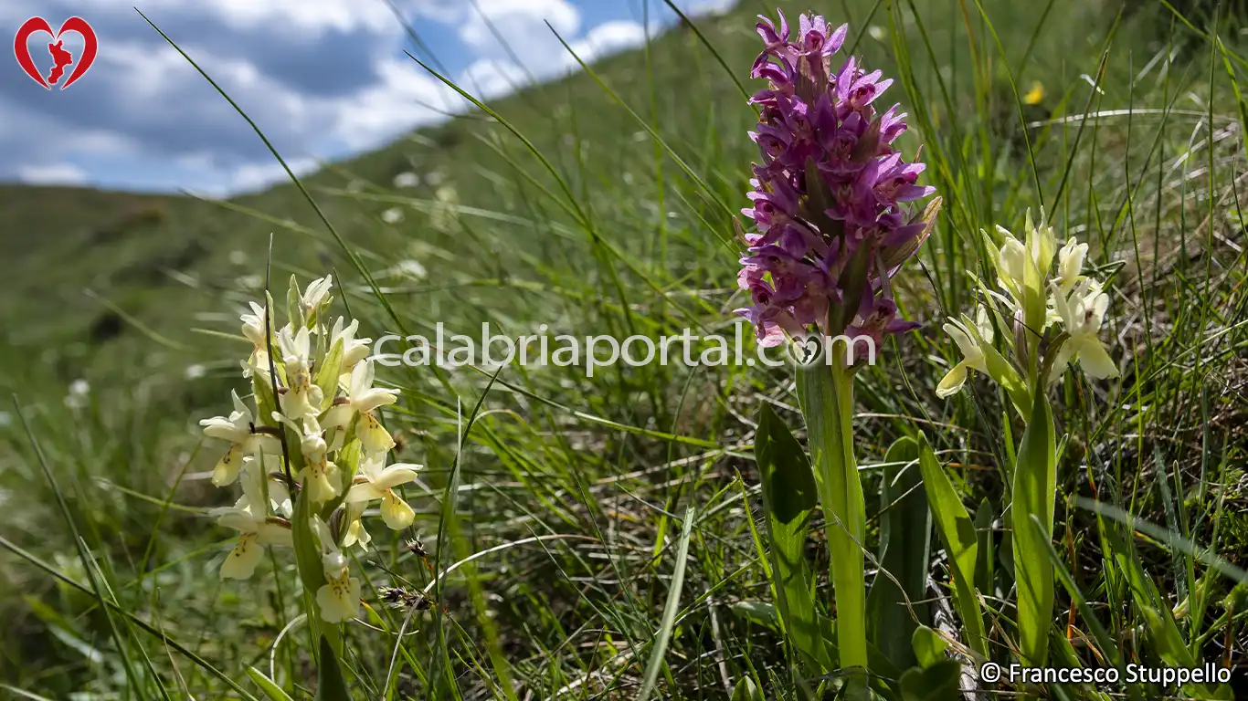 Orchidee sulla Riva del Lago Cecita - Parco Nazionale della Sila Orchidee sulla Riva del Lago Cecita - Parco Nazionale della Sila