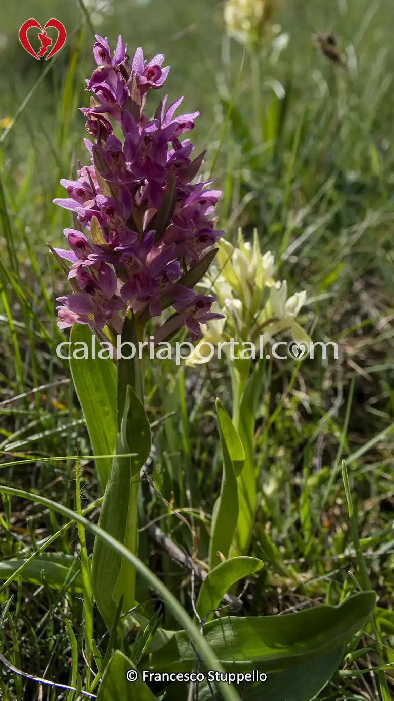 Orchidee sulla Riva del Lago Cecita - Parco Nazionale della Sila Orchidee sulla Riva del Lago Cecita - Parco Nazionale della Sila