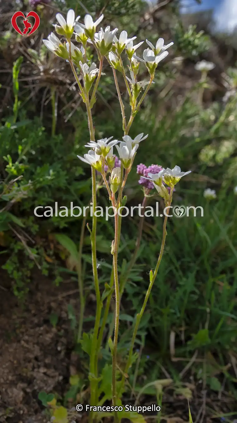 Fiori sulla Riva del Lago Cecita - Parco Nazionale della Sila Fiori sulla Riva del Lago Cecita - Parco Nazionale della Sila