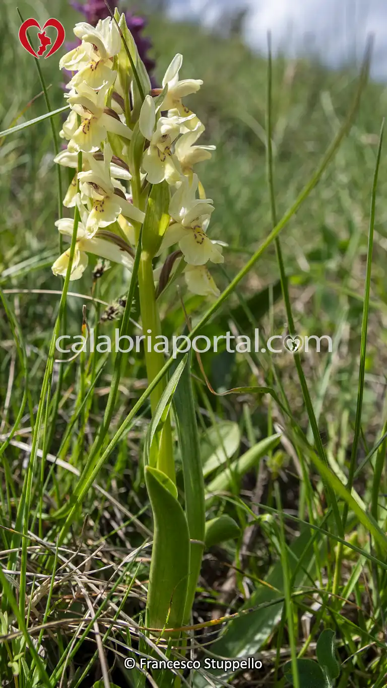 Orchidee sulla Riva del Lago Cecita - Parco Nazionale della Sila Orchidee sulla Riva del Lago Cecita - Parco Nazionale della Sila