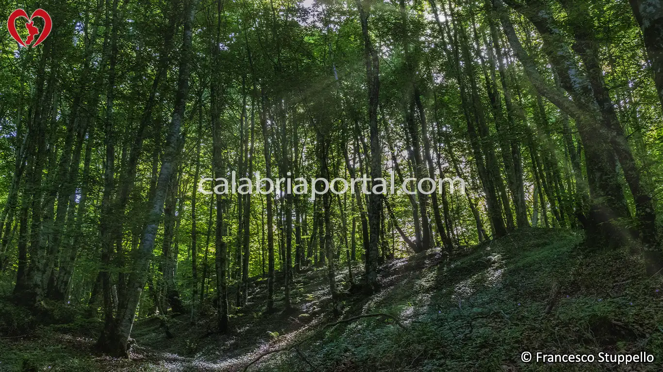 Lago Pressico a Cetraro (CS)