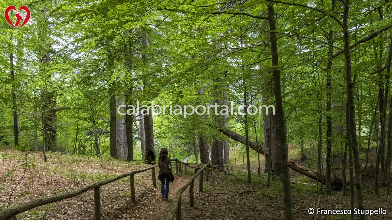 I Giganti della Sila - Riserva del Fallistro