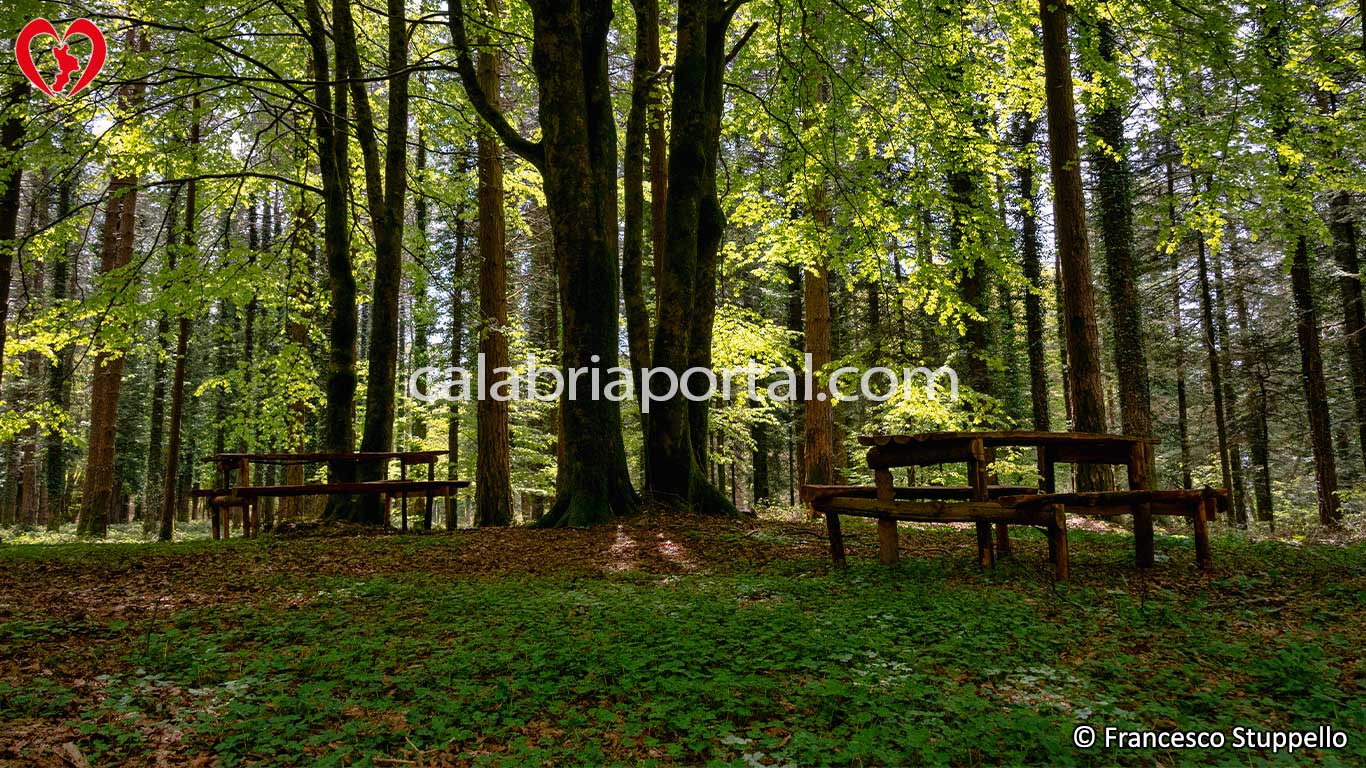 Fagnano Castello: Area attrezzata nella faggeta dei Laghi di Fagnano Fagnano Castello: Area attrezzata nella faggeta dei Laghi di Fagnano