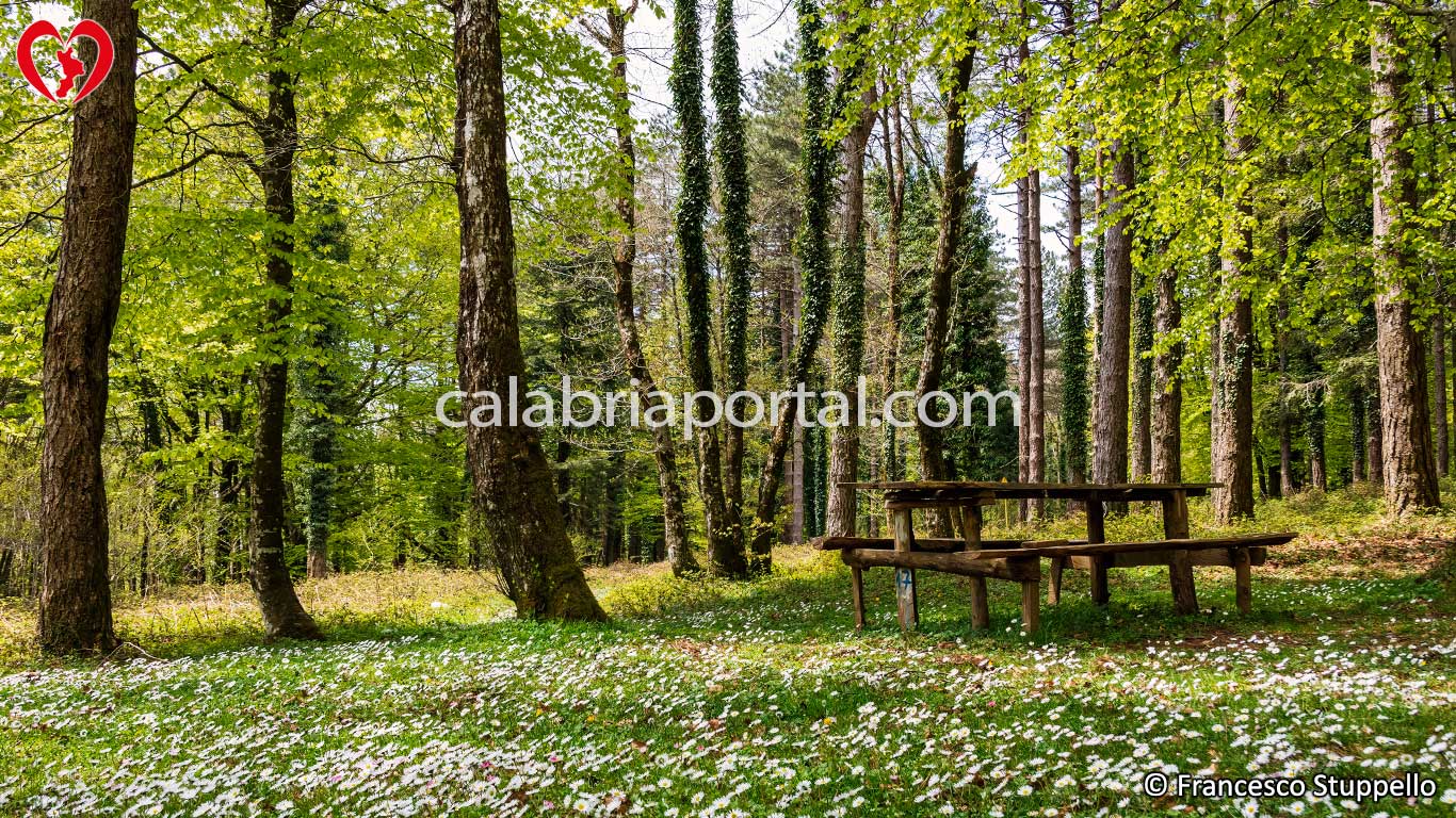 Fagnano Castello: Prato fiorito nei presi dei Laghi di Fagnano Fagnano Castello: Prato fiorito nei presi dei Laghi di Fagnano