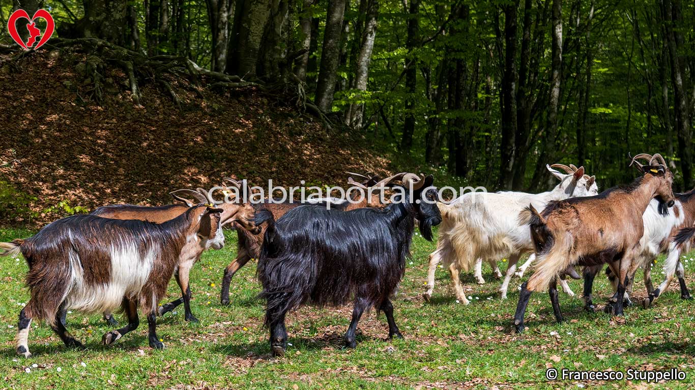 Fagnano Castello: Capre al Pascolo nell'area dei Laghi di Fagnano Fagnano Castello: Capre al Pascolo nell'area dei Laghi di Fagnano