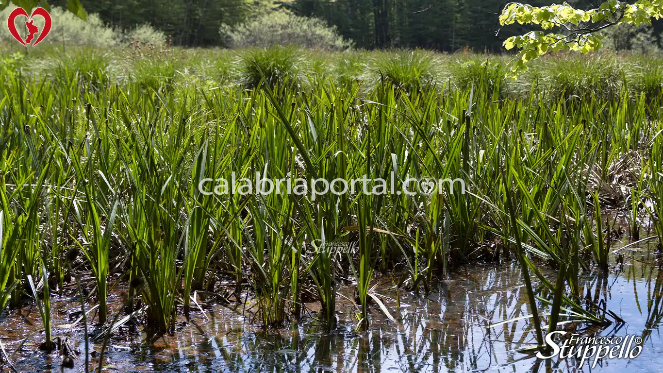 Giovani piantine di calamo che vegetano nel Lago Trifoglietti Giovani piantine di calamo che vegetano nel Lago Trifoglietti