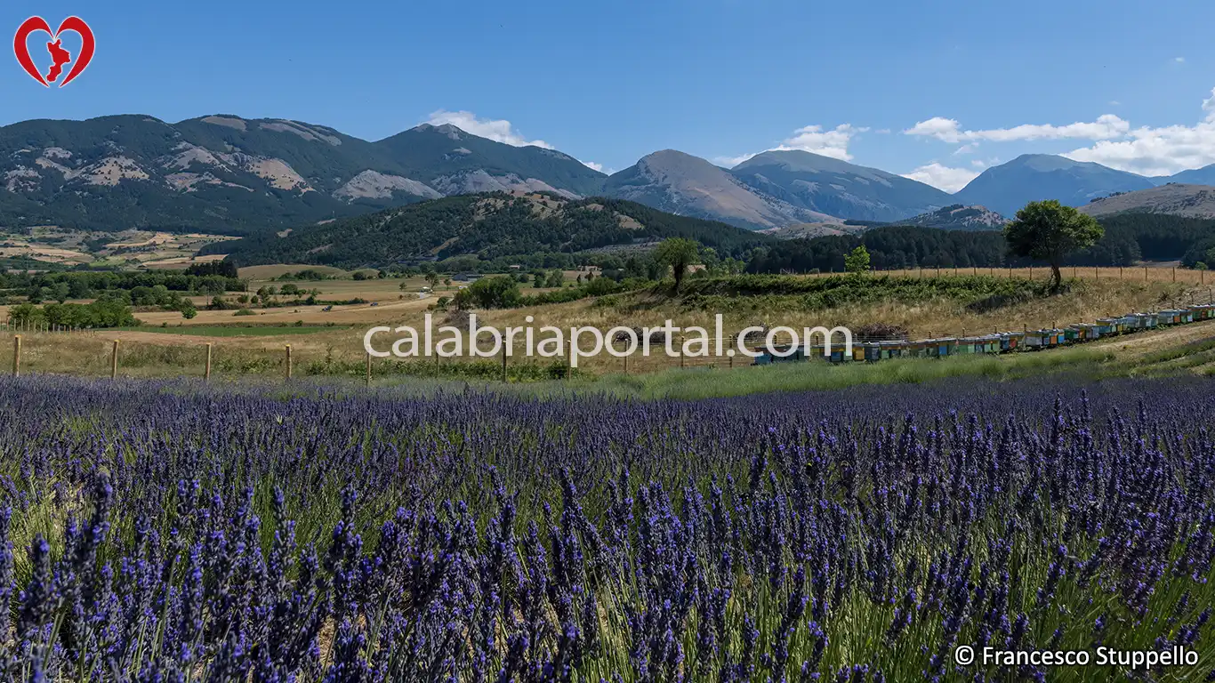 Morano Calabro (CS): il Parco della Lavanda Morano Calabro (CS): il Parco della Lavanda