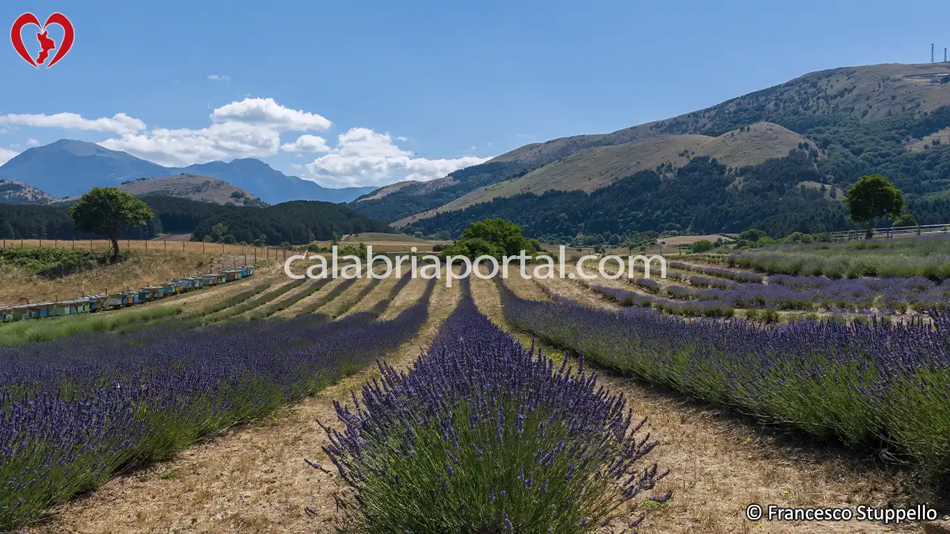 Morano Calabro (CS): il Parco della Lavanda Morano Calabro (CS): il Parco della Lavanda