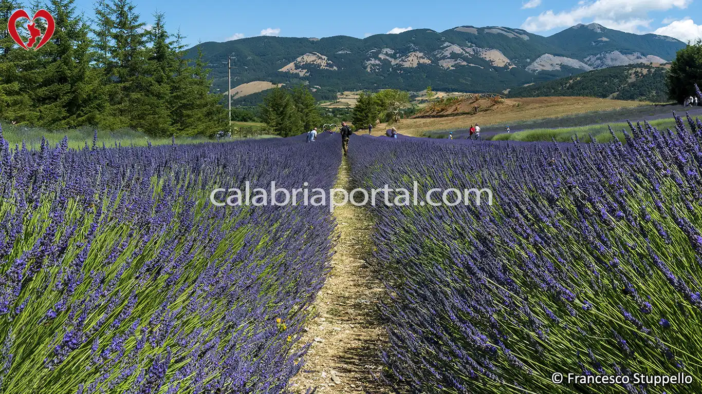 Morano Calabro (CS): il Parco della Lavanda Morano Calabro (CS): il Parco della Lavanda