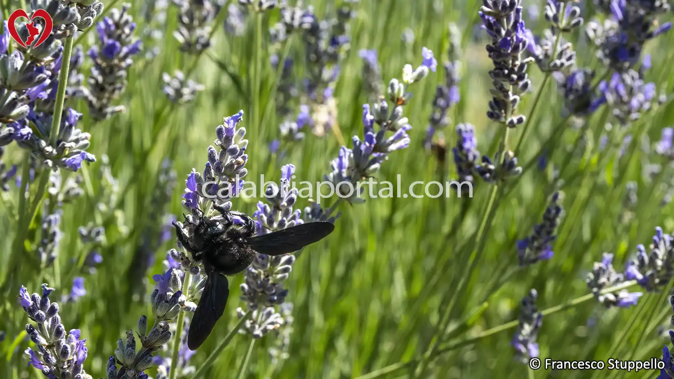 Morano Calabro (CS): il Parco della Lavanda Morano Calabro (CS): il Parco della Lavanda